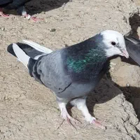 کبوترای اصیل قیمت تو متن نوشتم بخانید تشکر