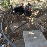 بوقلومون|حیوانات مزرعه|گنبکی, |دیوار