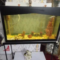 اک.  وا.   ر.  ی.  وم