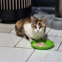 واگذاری رایگان گربه