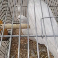 جفت کبوتر سفید همدانی|پرنده|فولادشهر, مسکن مهر فولادشهر|دیوار