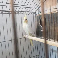 عروس هلندی|پرنده|تهران, سبلان (لشگر)|دیوار