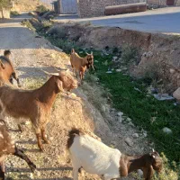 فروشبزاسرایلی