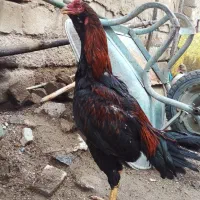 خروس لاری ریشو