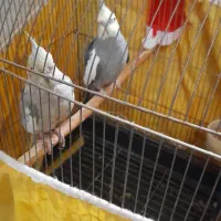 عروس هلندی سخن گو