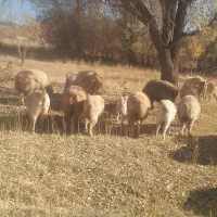 ۲۰ میش ۲۰ بز همه ابستن میشها بردسیر|حیوانات مزرعه|بردسیر, |دیوار