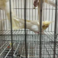 عروس لوتینو جفت|پرنده|تبریز, |دیوار