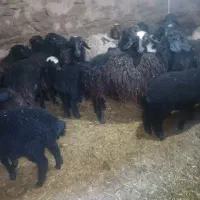 میش بره ۱۸ عدد