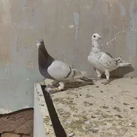 هفرنگ خطی اصیل|پرنده|قزوین, |دیوار