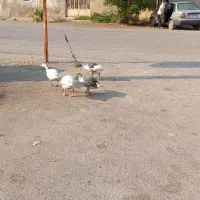 فروش بوقلمون و غاز