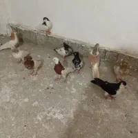 کبوتر رنگی سلطان اباد|پرنده|سبزوار, زینبیه|دیوار