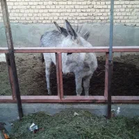 کره الاغ ماده گله ایی|حیوانات مزرعه|سمنان, |دیوار