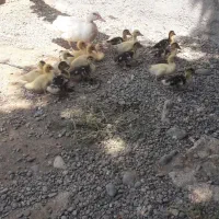 جوجه اردک
