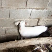 5 راس بزغاله ماده