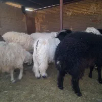 کهره بره نر|حیوانات مزرعه|سرچهان, |دیوار