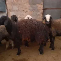 گوسفندای ابستن جوان .|حیوانات مزرعه|بزینه رود, |دیوار