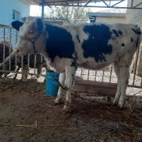 گوساله سیمیتال ماده جنس5ماهه