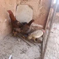 مرغ خروس لاری