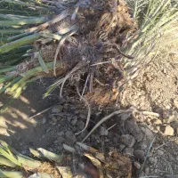 خدمات نخل صفر تا صد . پاجوش نخل موجود است|خدمات باغبانی و درختکاری|رامشیر, |دیوار