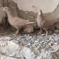 فقط‌تماس
