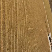 برنج م شلطوک کامفیروز