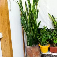 سانسوریا|کلکسیون اشیاء عتیقه|مشهد, حجت|دیوار