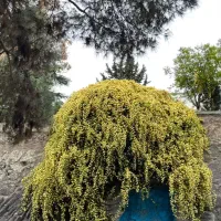 استخدام سرایدار/نگهبان
