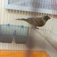 گلبسر نر|پرنده|تهران, مشیریه|دیوار