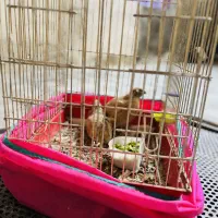 بلدرچین|موش و خرگوش|مریوان, |دیوار