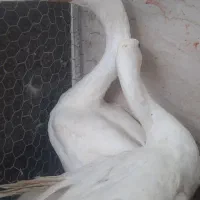 قوقاز چینی سفید|حیوانات مزرعه|چغادک, |دیوار