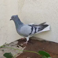 کبوتر سبز دم سفید