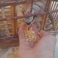 بلدرچین کوهی