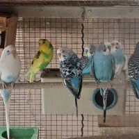 مرغ عشق|پرنده|تهران, دربند|دیوار