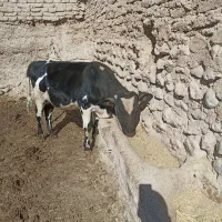 گوساله نر چاق