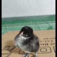 فروش فوری جوجه های ۵روزع نژاد براهما|حیوانات مزرعه|رویان, |دیوار