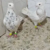 طوقی|پرنده|مشهد, فریزی|دیوار