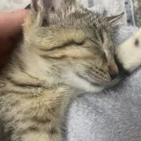 بچه گربه دو ماه