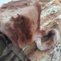 کلاه پوست دم دار