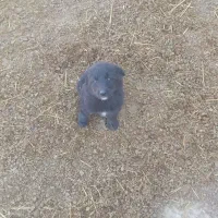 فروش توله سگ