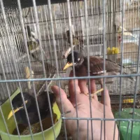 چهار تا جوجه مینا رام و دستی