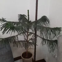 گل کاج مطبق
