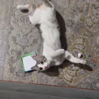 واگذاری گربه نژاد دی اس اچ