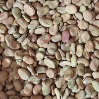 باقله|خوردنی و آشامیدنی|شیراز, شهرک فرهنگیان|دیوار