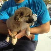 با سلام یک عدد توله سگ اشپیتز آلمانی|سگ|تبریز, |دیوار