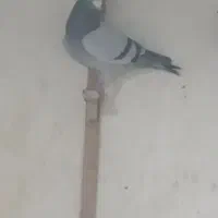 فروش ۲۰تا کفتر جنگنده زرنگ