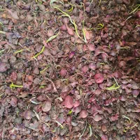 خوراک دام۵هزار