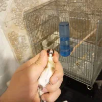 سهره نر چونه سفید