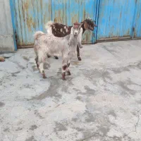 بز .بزغاله .گوسفند|حیوانات مزرعه|سیمین شهر, |دیوار