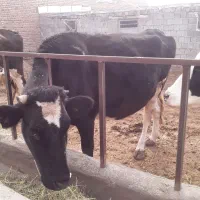 گاو|حیوانات مزرعه|انزل, |دیوار