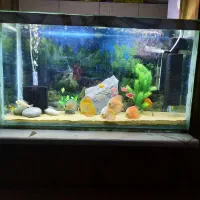 فروش آکواریوم با ماهی و تمام تجهیزات|ماهی|اصفهان, کوی امام|دیوار